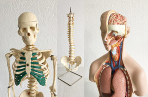 Mehr über den Artikel erfahren Anatomie-Kenntnisse für die Yoga-Praxis