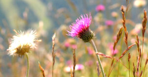 Mehr über den Artikel erfahren Frischpflanzentüchlein Dr. J. Reinhard