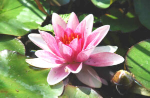 Mehr über den Artikel erfahren Informationen über Yoga und unsere Kurse