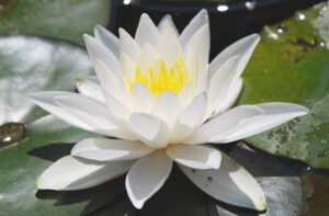 Mehr über den Artikel erfahren Sri Aurobindo – Das göttliche Leben